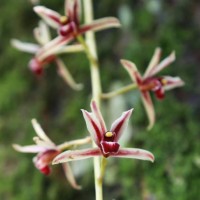 Cymbidium aloifolium (L.) Sw.